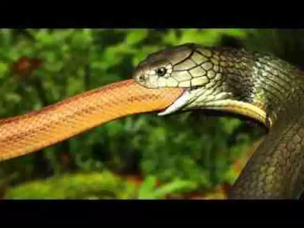 Video: 6:03 King Cobra vs Rat Snake Animals Attack Compilation including King Cobra Viper Snake Crocodile Attack